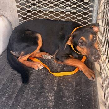 Bree -  Shepherd and Mixed Breed Dog for Adoption in Edinburg, Texas - Bree | PetCurious