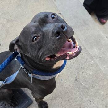 Mikey Wood -  Pit Bull Terrier Dog for Adoption in Philadelphia, Pennsylvania - Mikey Wood | PetCurious