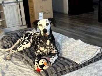 Rescue Dalmatian Dogs for Adoption in San Diego, California - Bella-Bakersfield, CA | PetCurious