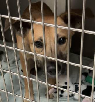 William -  Mountain Cur Dog for Adoption in Parma, Ohio - William | PetCurious
