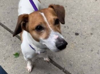 Rescue Jack Russell Terrier Dogs for Adoption in Columbia, Tennessee - Jax* | PetCurious