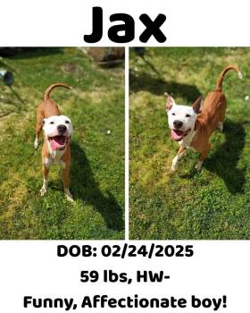 Mixed Breed Dogs Available for Adoption in Albany, Georgia - Jax | PetCurious