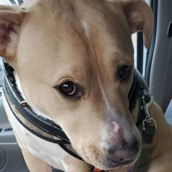 Jax -  Yellow Labrador Retriever and American Staffordshire Terrier Dog for Adoption - Jax | PetCurious