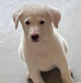 Khaleesi -  Great Pyrenees and Australian Shepherd Dog for Adoption in Rochester, New York - Khaleesi | PetCurious