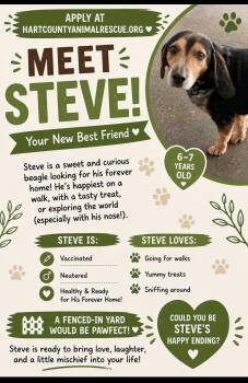 Beagle Dogs Available for Adoption in Hartwell, Georgia - Steve | PetCurious