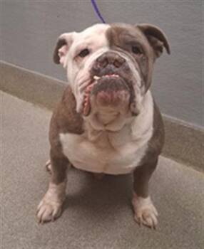 American Bulldog Dogs Available for Adoption in Las Vegas, Nevada - DIOR | PetCurious