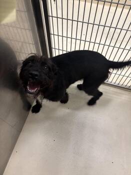Frazzle -  Airedale Terrier Dog for Adoption in Kalamazoo, Michigan - Frazzle | PetCurious