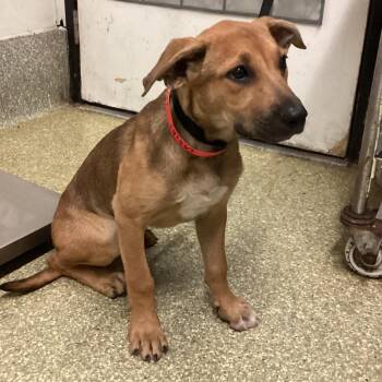 Cabin* -  German Shepherd Dog and Mixed Breed Dog for Adoption in San Gabriel, California - Cabin* | PetCurious