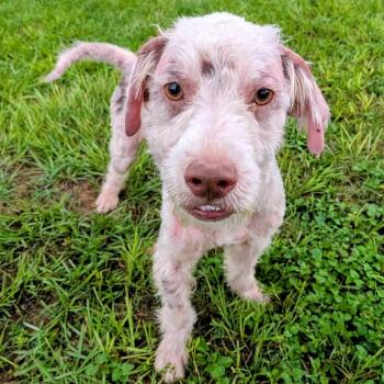 Zach Thomas -  Miniature Poodle and Mixed Breed Dog for Adoption in Houston, Texas - Zach Thomas | PetCurious