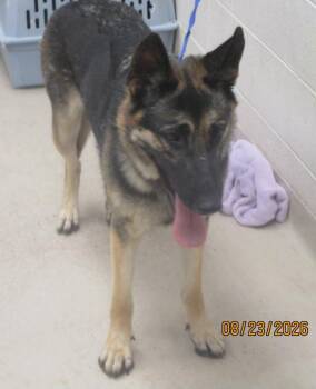 Lumber(824) -  German Shepherd Dog Dog for Adoption in Marietta, Georgia - Lumber(824) | PetCurious