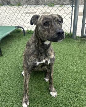 Mixed Breed Dogs Available for Adoption - Sarah | PetCurious