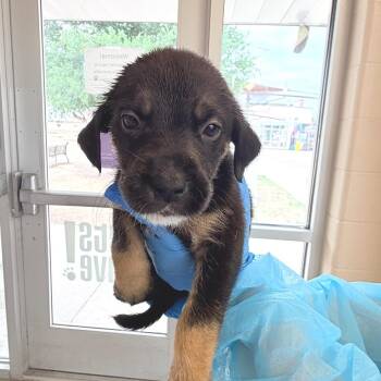 Black Labrador Retriever Dogs Available for Adoption in San Antonio, Texas - Caddy | PetCurious