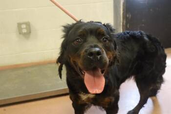 Mixed Breed Dogs Available for Adoption in Columbia, South Carolina - SUNDOWN | PetCurious