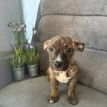 Mixed Breed Dogs Available for Adoption in Toms River, New Jersey - Honolulu Sun | PetCurious