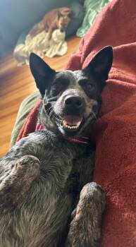 Dolly -  Australian Cattle Dog Blue Heeler and Mixed Breed Dog for Adoption in Marion, Texas - Dolly | PetCurious