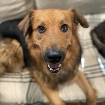 Rescue Shepherd Dogs for Adoption in South Elgin, Illinois - Odin - Home To Home | PetCurious