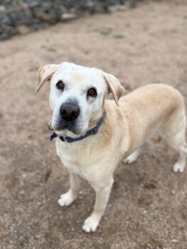Wyatt -  Pit Bull Terrier and Shar Pei Dog for Adoption in Goodyear, Arizona - Wyatt | PetCurious