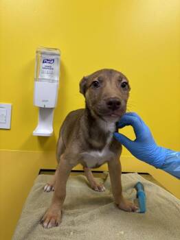 Fenley -  Mixed Breed Dog for Adoption in Raleigh, North Carolina - Fenley | PetCurious