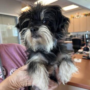 MURPHY -  Yorkshire Terrier and Mixed Breed Dog for Adoption in Richmond, California - MURPHY | PetCurious