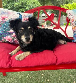 Shetland Sheepdog Sheltie Dogs Available for Adoption in Temecula, California - Riley | PetCurious