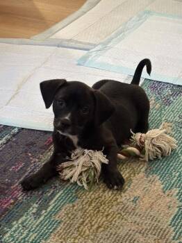 Daisy -  Shih Tzu and Dachshund Dog for Adoption in Pensacola, Florida - Daisy | PetCurious