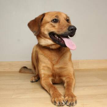Clementine D68771 -  Golden Retriever and Mixed Breed Dog for Adoption in Minnetonka, Minnesota - Clementine D68771 | PetCurious