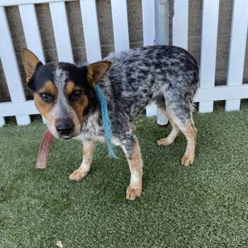 Rescue Australian Cattle Dog Blue Heeler and Mixed Breed Dogs for Adoption in Modesto, California - ACE | PetCurious