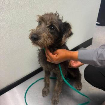 Majesty 26-07-109 -  Schnauzer Dog for Adoption in Bastrop, Texas - Majesty 26-07-109 | PetCurious