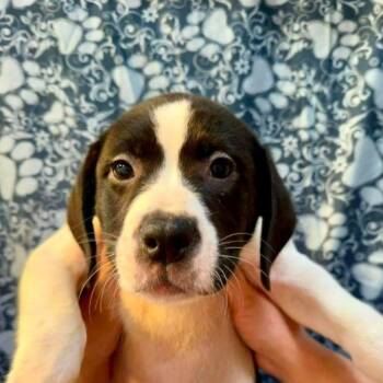 Elsie D70343 -  Labrador Retriever and Hound Dog for Adoption in Minnetonka, Minnesota - Elsie D70343 | PetCurious