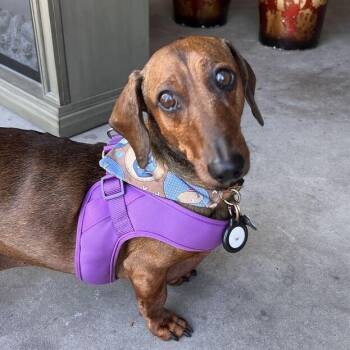 Fergus -  Dachshund Dog for Adoption in Sandy, Utah - Fergus | PetCurious