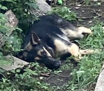 German Shepherd Dog Dogs Available for Adoption in Dallas, Texas - LEE | PetCurious