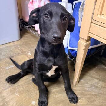 Fifi -  Mixed Breed Dog for Adoption in Corinth, Mississippi - Fifi | PetCurious
