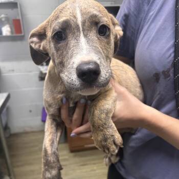 Penny -  Mixed Breed Dog for Adoption in Summerville, South Carolina - Penny | PetCurious