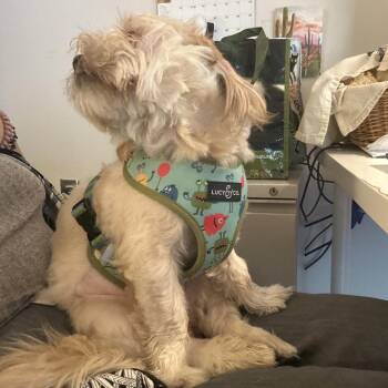 Luna -  Shih Tzu and Chihuahua Dog for Adoption in Charlottesville, Virginia - Luna | PetCurious