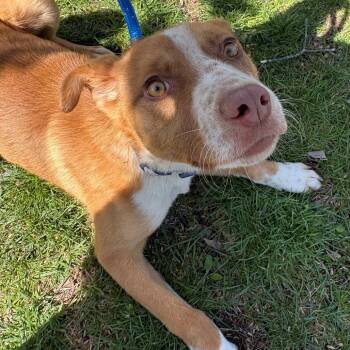 Mixed Breed Dogs Available for Adoption in East Hanover, New Jersey - Nash | PetCurious