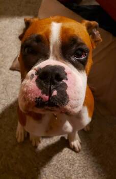 Jasmine II -  Boxer Dog for Adoption in Hewitt, Texas - Jasmine II | PetCurious
