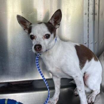 Tiny Tim -  Chihuahua Dog for Adoption in Austin, Texas - Tiny Tim | PetCurious