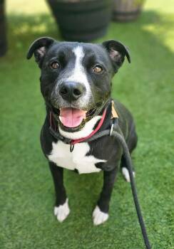 Dex -  American Staffordshire Terrier Dog for Adoption in Mooresville, North Carolina - Dex | PetCurious
