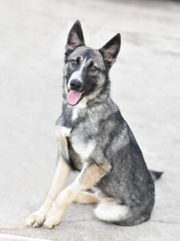 Jasper -  Shepherd and Husky Dog for Adoption in Conroe, Texas - Jasper | PetCurious