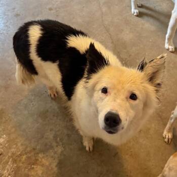 Australian Shepherd and Mixed Breed Dogs Available for Adoption in Brownsboro, Alabama - Adelaide | PetCurious