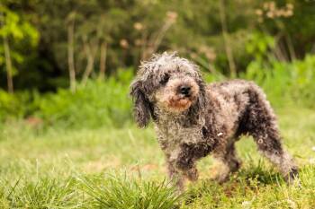 Miniature Poodle Dogs Available for Adoption in Gradyville, Kentucky - Marlene- Transport | PetCurious
