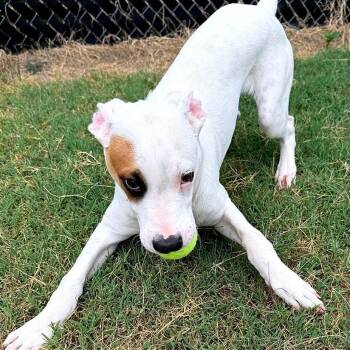 Boq/Kamu -  Shepherd and Mixed Breed Dog for Adoption in Norman, Oklahoma - Boq/Kamu | PetCurious
