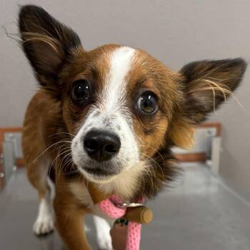 Caspian -  Chihuahua and Papillon Dog for Adoption in Reno, Nevada - Caspian | PetCurious