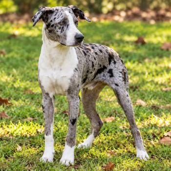 Figment -  Catahoula Leopard Dog Dog for Adoption in Lucedale, Mississippi - Figment | PetCurious
