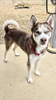 Atlas -  Husky Dog for Adoption in Estherville, Iowa - Atlas | PetCurious