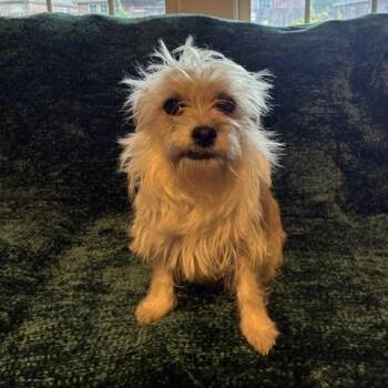 Terrier Dogs Available for Adoption - Pookie | PetCurious