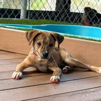 Mixed Breed Dogs Available for Adoption - Paco | PetCurious