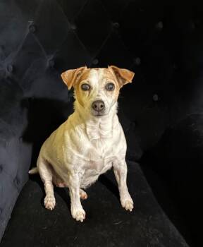 Chihuahua Dogs Available for Adoption - Dorothy | PetCurious