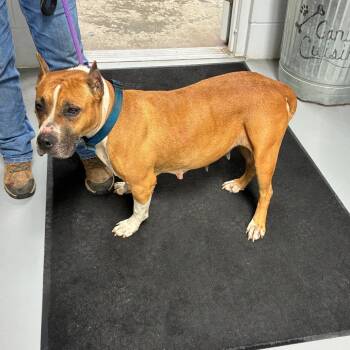 Pit Bull Terrier Dogs Available for Adoption in Morganfield, Kentucky - Mercy | PetCurious