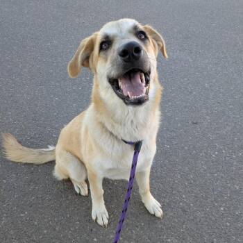 Jeanette -  Anatolian Shepherd Dog for Adoption in Goleta, California - Jeanette | PetCurious